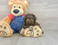 7 week old Poodle Puppy For Sale - Premier Pups