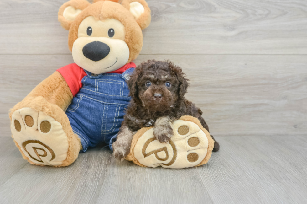 5 week old Poodle Puppy For Sale - Premier Pups