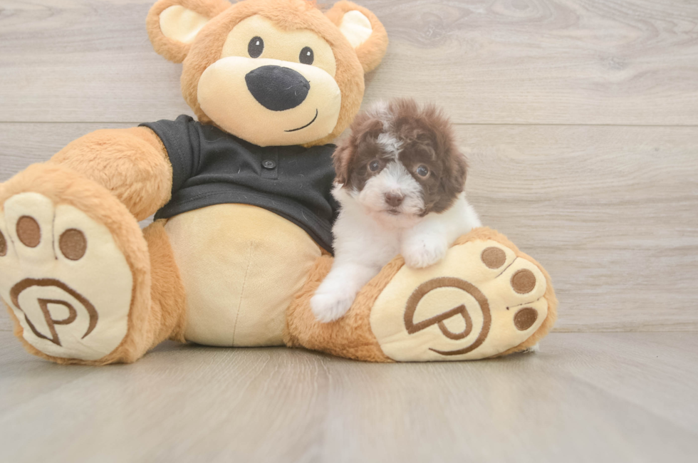 5 week old Poodle Puppy For Sale - Premier Pups