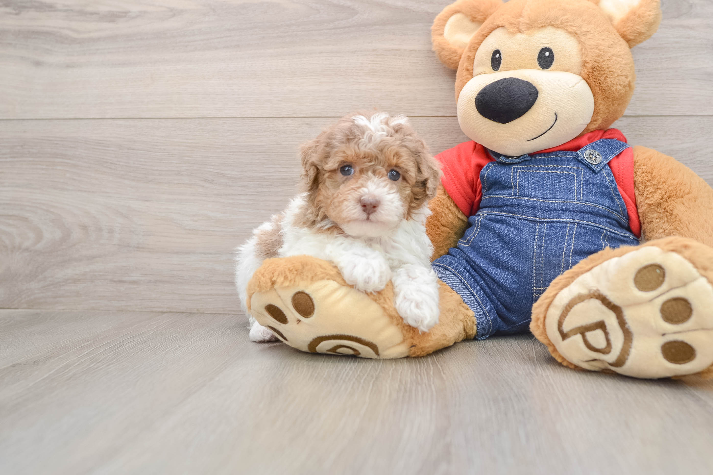 Best Poodle Baby