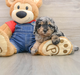 8 week old Poodle Puppy For Sale - Premier Pups