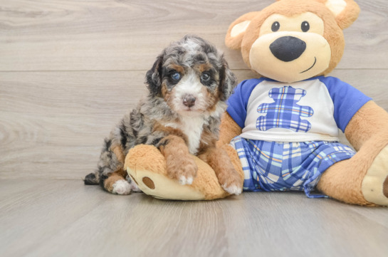 CARAMEL, a Poodle littermate
