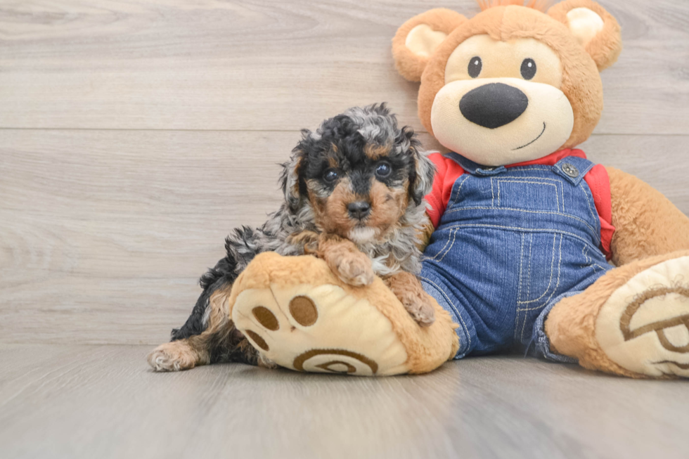 Akc Registered Poodle Purebred Pup