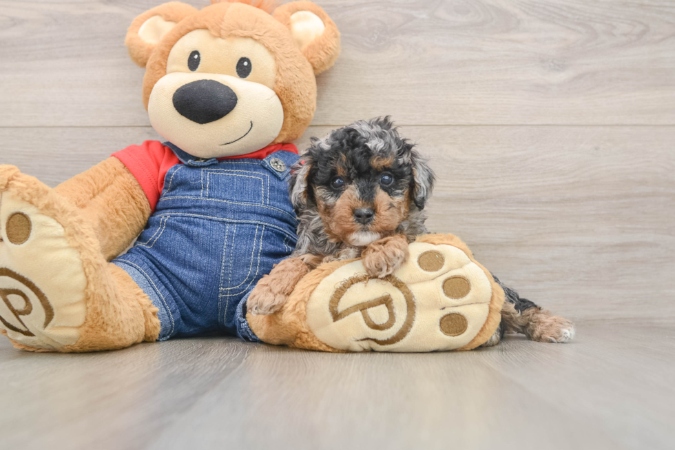 Best Poodle Baby