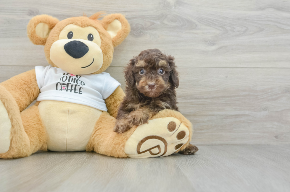 5 week old Poodle Puppy For Sale - Premier Pups