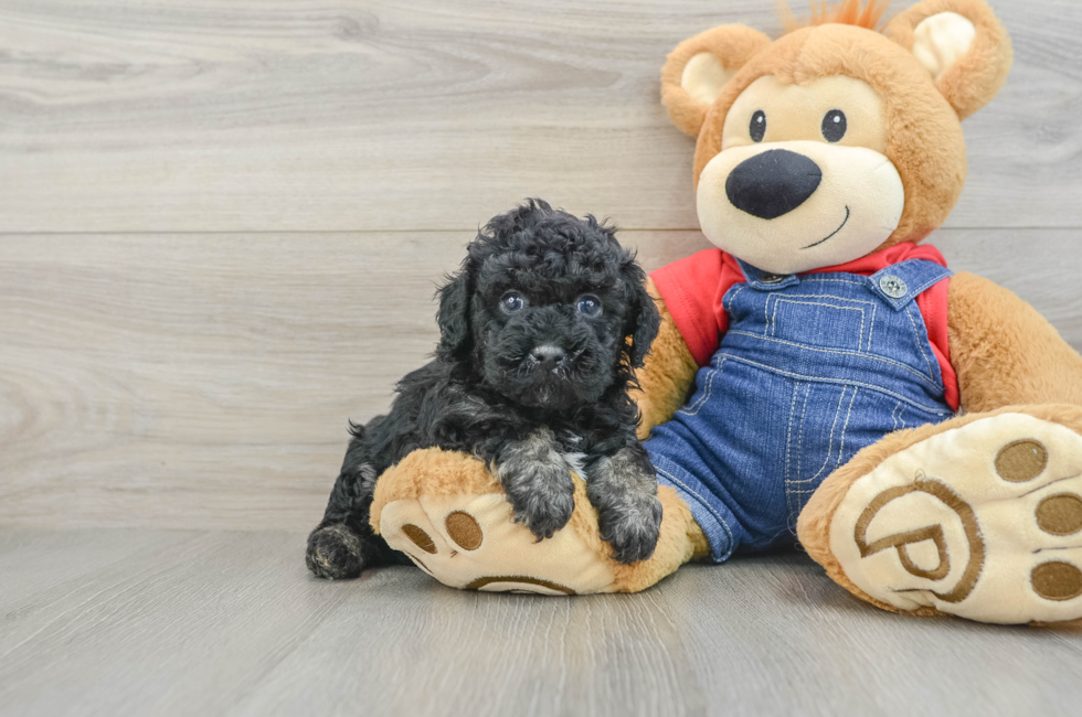 5 week old Poodle Puppy For Sale - Premier Pups