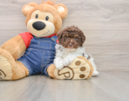 6 week old Poodle Puppy For Sale - Premier Pups