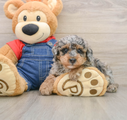 7 week old Poodle Puppy For Sale - Premier Pups