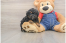 Popular Poodle Purebred Pup