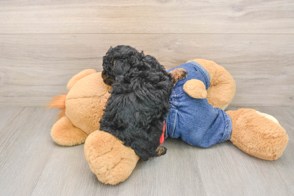 Poodle Puppy for Adoption