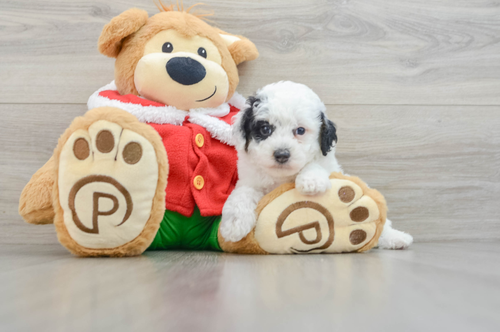 5 week old Poodle Puppy For Sale - Premier Pups