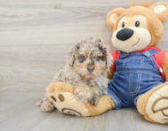 8 week old Poodle Puppy For Sale - Premier Pups