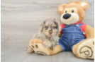 Poodle Puppy for Adoption