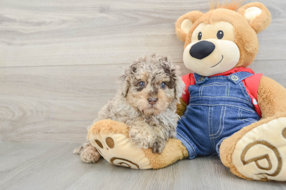5 week old Poodle Puppy For Sale - Premier Pups