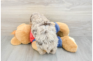 Best Poodle Baby