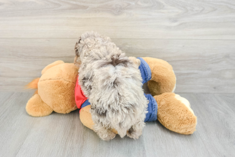 Best Poodle Baby