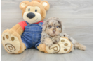 Poodle Puppy for Adoption