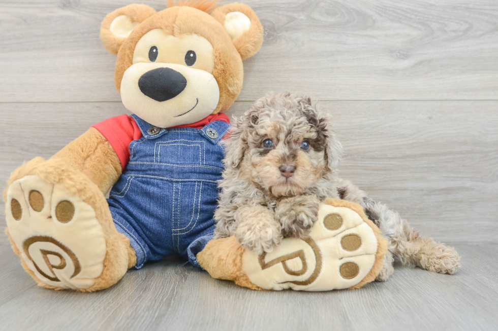 Poodle Puppy for Adoption