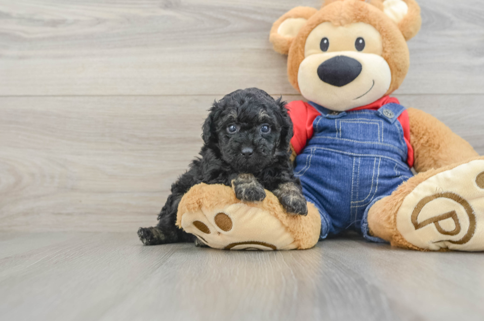 5 week old Poodle Puppy For Sale - Premier Pups