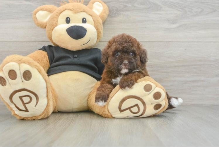 Best Poodle Baby