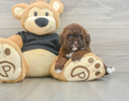 6 week old Poodle Puppy For Sale - Premier Pups