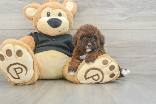 Best Poodle Baby