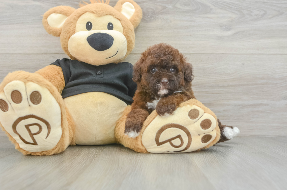 5 week old Poodle Puppy For Sale - Premier Pups