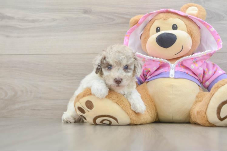 Poodle Pup Being Cute
