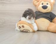 9 week old Poodle Puppy For Sale - Premier Pups