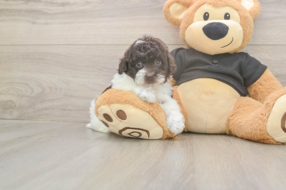 5 week old Poodle Puppy For Sale - Premier Pups