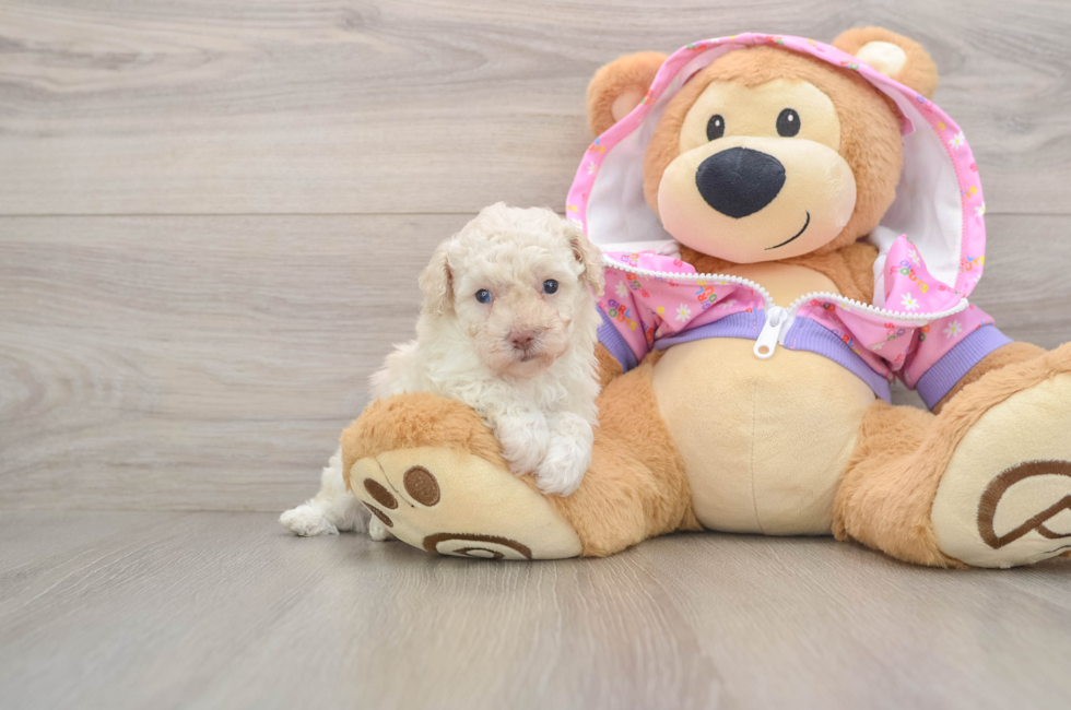 5 week old Poodle Puppy For Sale - Premier Pups