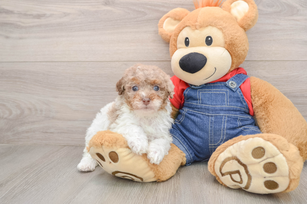 Fluffy Caniche Purebred Puppy