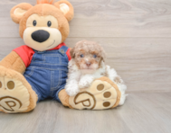 8 week old Poodle Puppy For Sale - Premier Pups