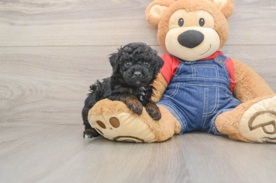 Best Poodle Baby