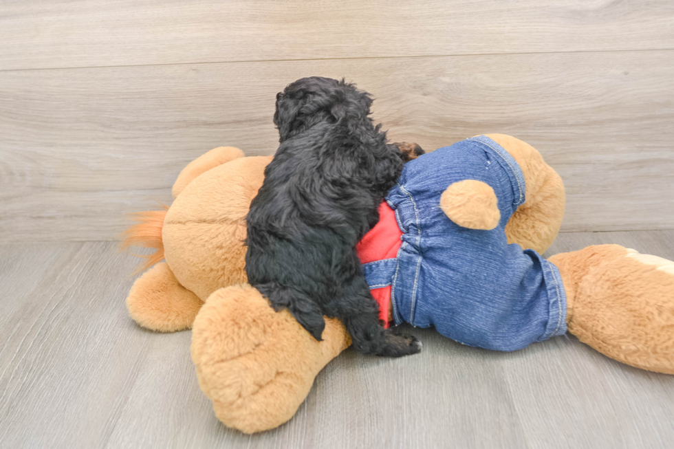 Sweet Pooodle Purebred Puppy
