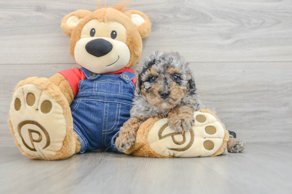5 week old Poodle Puppy For Sale - Premier Pups