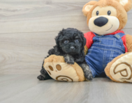 7 week old Poodle Puppy For Sale - Premier Pups
