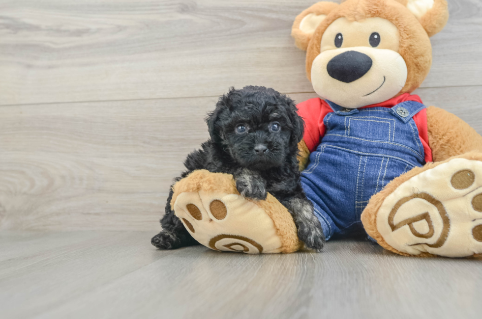 5 week old Poodle Puppy For Sale - Premier Pups