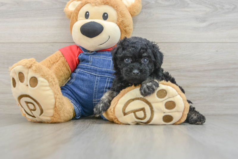 Meet Caroline - our Poodle Puppy Photo 3/3 - Premier Pups