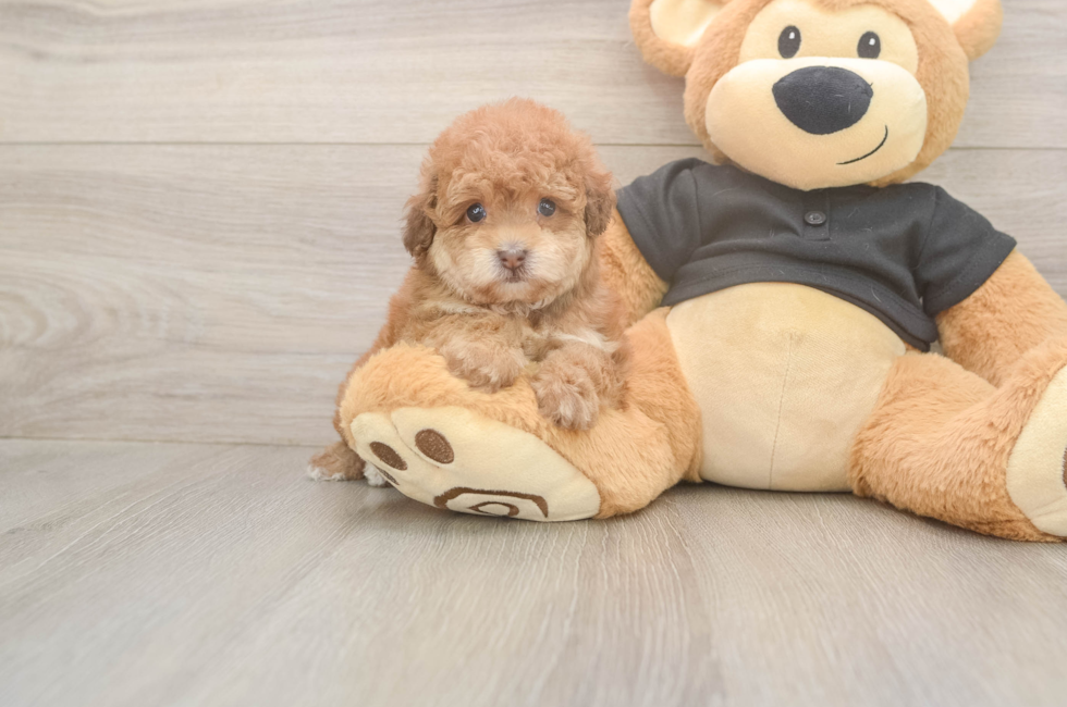 5 week old Poodle Puppy For Sale - Premier Pups