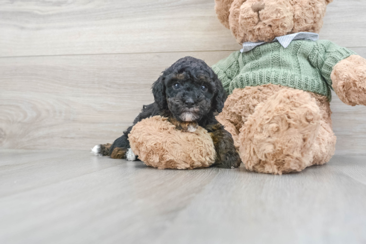 Happy Pudle Purebred Puppy