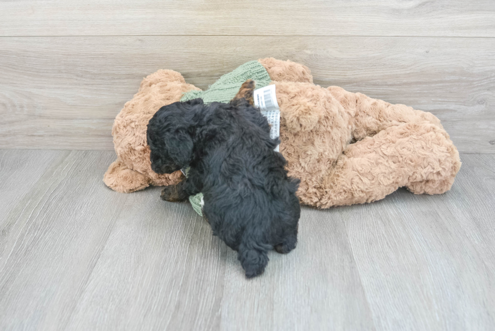 Poodle Pup Being Cute