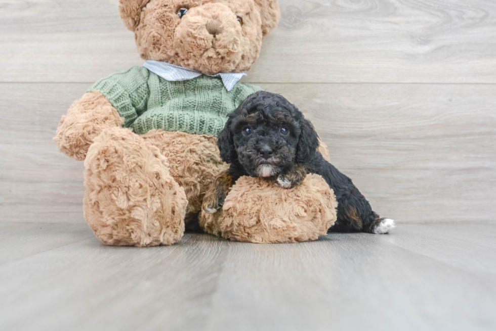 Fluffy Pudle Purebred Puppy