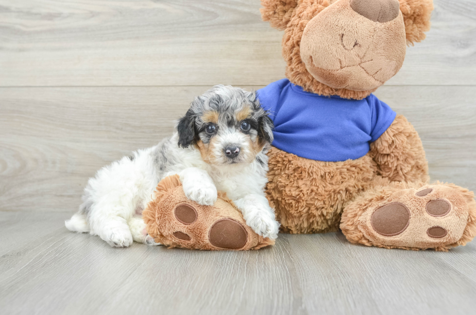 7 week old Poodle Puppy For Sale - Premier Pups