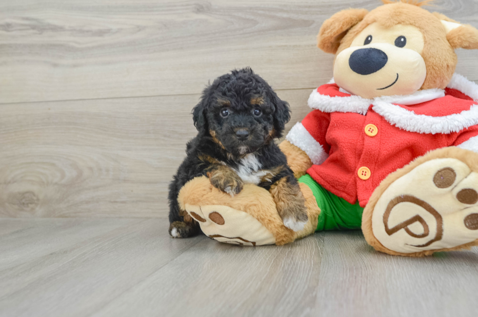 5 week old Poodle Puppy For Sale - Premier Pups