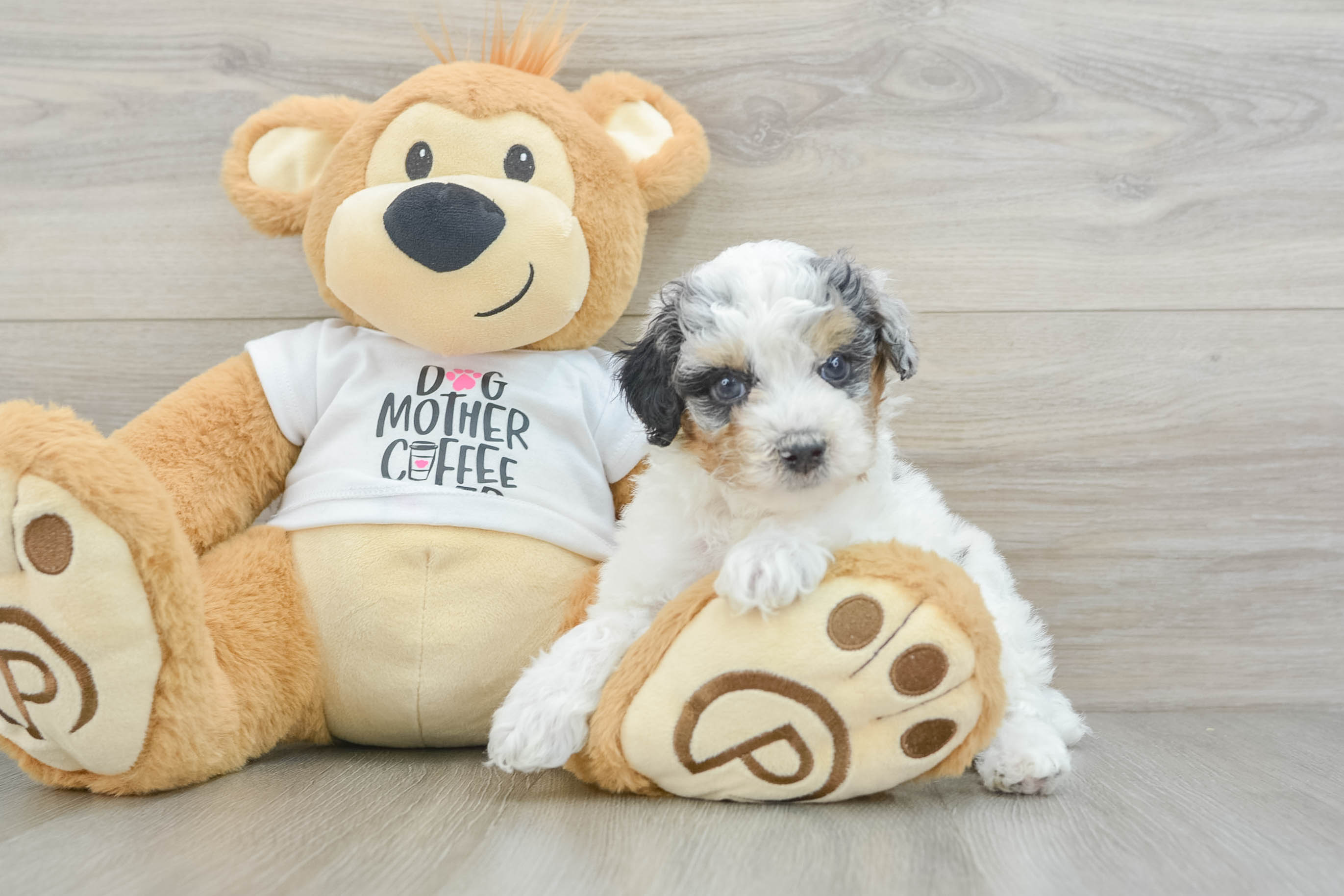 Friendly Poodle Baby