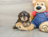6 week old Poodle Puppy For Sale - Premier Pups