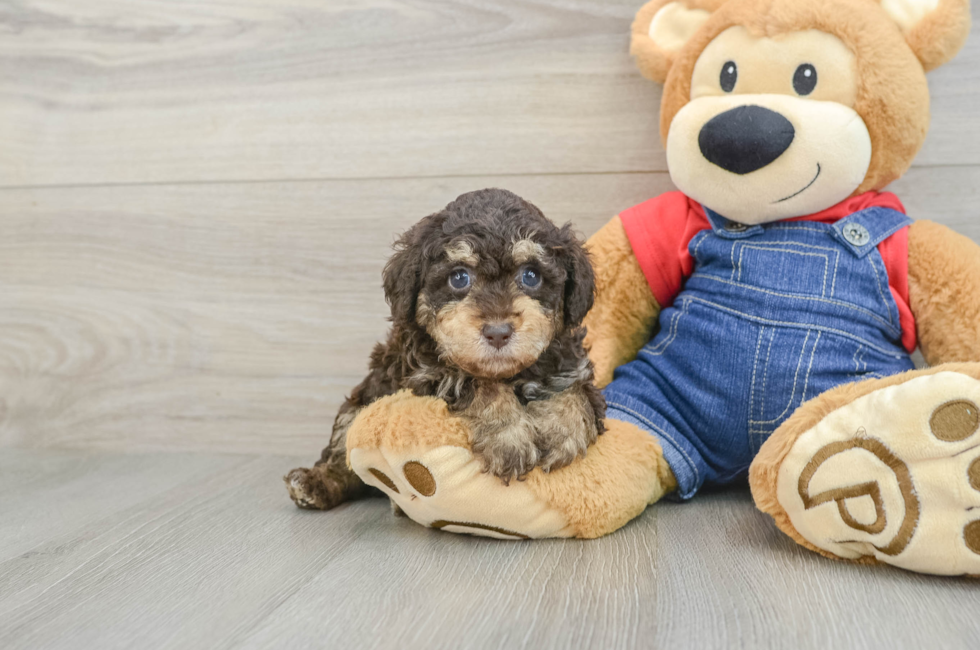 5 week old Poodle Puppy For Sale - Premier Pups