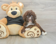 6 week old Poodle Puppy For Sale - Premier Pups