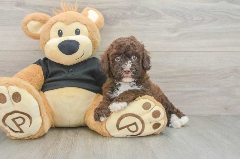 5 week old Poodle Puppy For Sale - Premier Pups